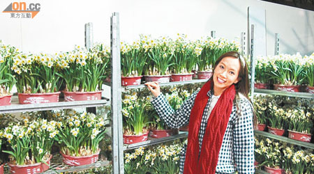 傅嘉莉在花市中見到漂亮的水仙花即表現興奮。