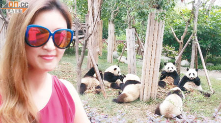 陳君宜見到六隻大熊貓一齊開餐，印象難忘。