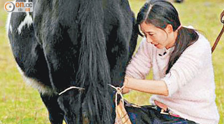 林志玲的農家媳婦扮相，學擠牛奶伸晒脷。