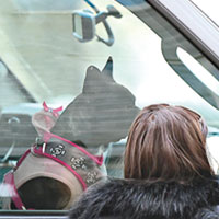 一向痛錫狗仔Asia的GaGa，一時疏忽將愛犬困於車廂內。（東方IC圖片）