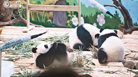 熊貓三胞胎各有性格，十分討人喜歡！