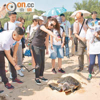 小海龜向大海進發，令子珊大感興奮。