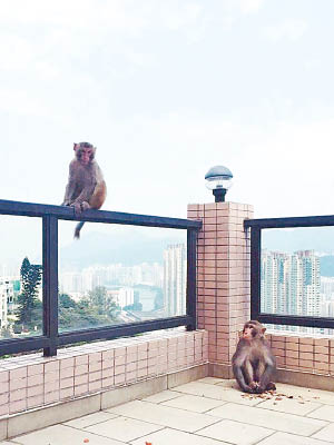 兩隻猴子於衛蘭露台又食又屙。