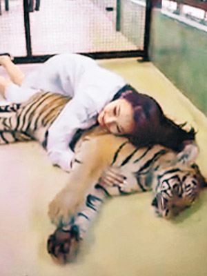 蔚雨芯上載到泰國的動物園參觀短片，她橫抱胸壓躺在地上的老虎，又拿高老虎的尾巴，引來網民圍插。