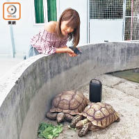 兩隻龜平時住在龜池，一有陽光就放牠們出來。