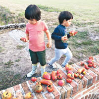 兩子到田園摘蔬果。