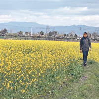 置身一片黃金色的小麥田……似足喺北海道。