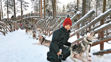 雪橇犬既勇猛又漂亮，是雪野的天之驕子。