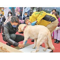 黎諾懿親自為第1代導盲犬打腳印。