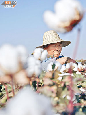 有期貨業人士認為，棉花期貨在港難有大作為。