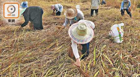 內地「一號文件」將公布，市場憧憬有更多利好農業的政策出台。