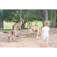 布里斯班市內的動物園受小朋友歡迎。