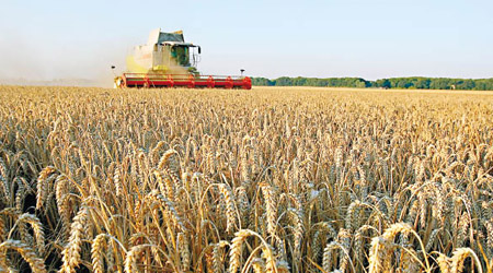 小麥庫存正處高水平，即使失收亦不會導致短缺。