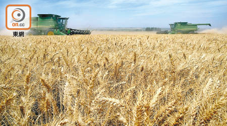 小麥價格受制各種利淡因素。