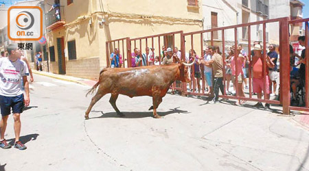 西班牙近年催谷旅遊業，鬥牛活動是其中的一大亮點。
