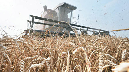 歐洲小麥期貨價格今年累積上漲33%。