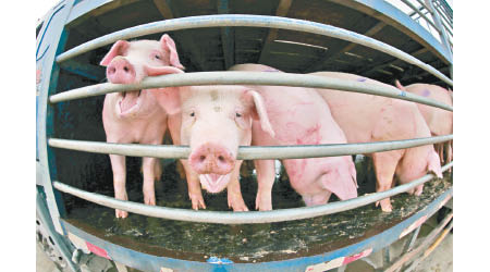 自中國去年爆發非洲豬瘟以來，內地養豬業已受重創。
