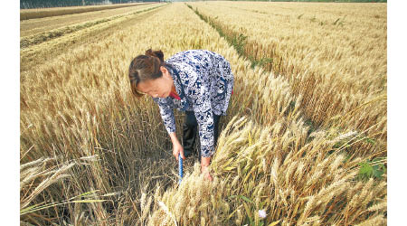 中國對小麥的需求強勁，近月更增加進口量。