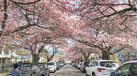 溫哥華遍布櫻花樹，花季一到，全城美不勝收。