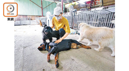 逾八成寵物主人表示，不會因經濟壓力而減少飼養的支出。