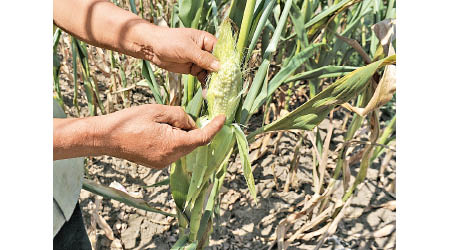 市場原先憂慮玉米供不應求。