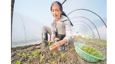 有研究顯示，全球有超過三成糧食被損耗和浪費。