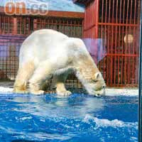 隔着玻璃近距離觀賞北極熊，一舉手一頭足都變得很吸引。