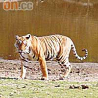 孟加拉虎平均身長3米，重300公斤，而且行動非常迅速。