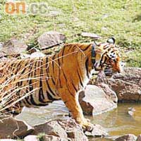 5、6月份天氣炎熱，老虎出來喝水及戲水的機會較多。