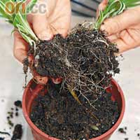 分株法適用於根部是葡伏徑的植物，如小花吊蘭。用手或剪刀將植物分成兩株。