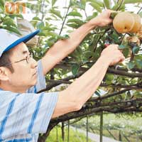 梨園老闆蘇生對種梨極有心得，採訪當日更示範接枝及採梨的相關技巧。