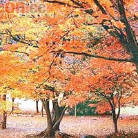 在何振威的鏡頭下，全羅北道的內藏山染上一片秋色，煞是迷人。