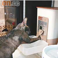 虎太郎懂得用手撥開貓糧盒蓋，逐粒貓糧取出來，幾時開餐可以自己話事！