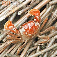 原來是小泥蟹，牠們都活躍於泥中，甚至爬上蘆葦。
