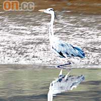 每年有超過200種珍貴候鳥來過冬，皆因河中好搵食。