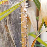 Wai Hang Nu就是這種長滿尖刺的植物，去皮後就是粗藤條。