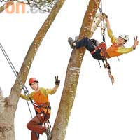 鳳溪第一中學曾代表學校參加國際攀樹比賽，不只為校爭光，也為港爭光。