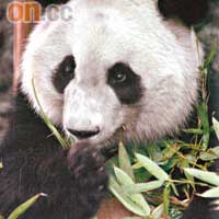 「地球一小時」的全球大使熊貓美蘭。（攝影：WANG Xiao/Chengdu Economic Daily）