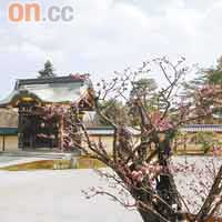 大覺寺的庭園被譽為是日本百大庭園之一，冬天有梅花，春天有櫻花，秋天則可賞紅葉。