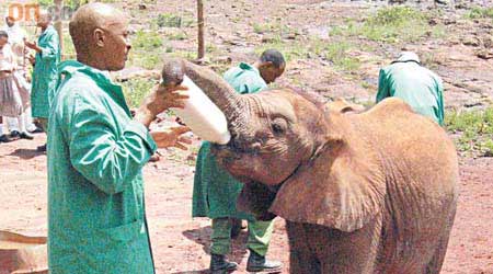 小象在兩歲前都要天天飲奶，若在野外，失去母親的牠必死無疑。