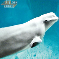 像會笑的白鯨，是水族館明星。