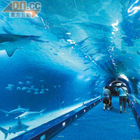 穿梭鯊魚隧道，冰涼感覺如置身深海。