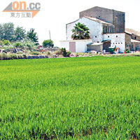 Albufera湖畔稻田滿布，是西班牙的米倉。