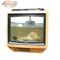 老闆可為客人訂製舊電視金魚缸，$1,000。
