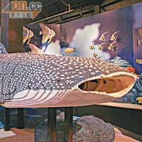 LEGO鯨鯊長達4米，好有氣勢。