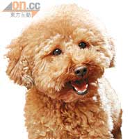 貴婦狗知多啲<BR>源於德國的貴婦狗，按體形分為4種，由大至小分別為標準貴婦狗（Standard Poodle）、迷你貴婦狗（Miniature Poodle）、玩具貴婦狗（Toy Poodle），以及茶杯貴婦狗（Teacup Poodle）。
