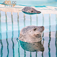 於池中暢泳的海豹，也不忘伸出頭來跟遊客見面打招呼。