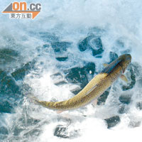在雪地挖個洞，便可變暫存活魚的冰池。