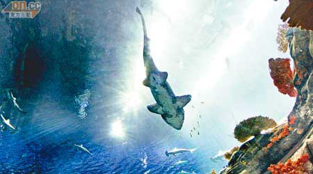 圓拱屏幕<br>進入水族館深水區，沿途有不少凹凸透鏡天窗，這個直徑達5.5米的圓拱屏幕更不容錯過！從低角度欣賞魚類，猶如置身深海。