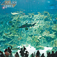 巨型觀賞屏幕足13米闊，看住這個全球容量第9大的水族館，視覺超衝擊！